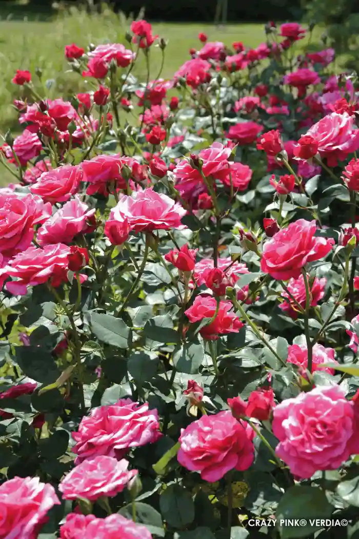 Rosier Voluptia en "Crazy Pink" massif