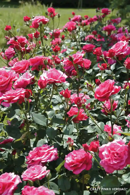 Rosier Voluptia en "Crazy Pink" massif