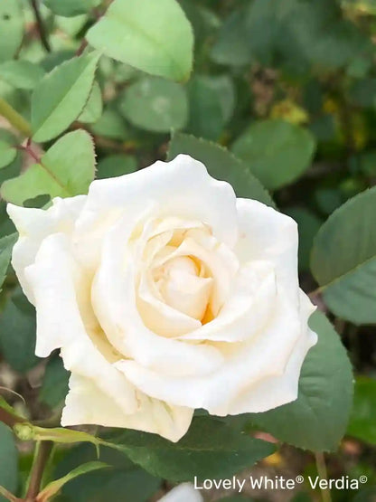 Fleur couleur  blanche du rosier Voluptia "Lovely White"