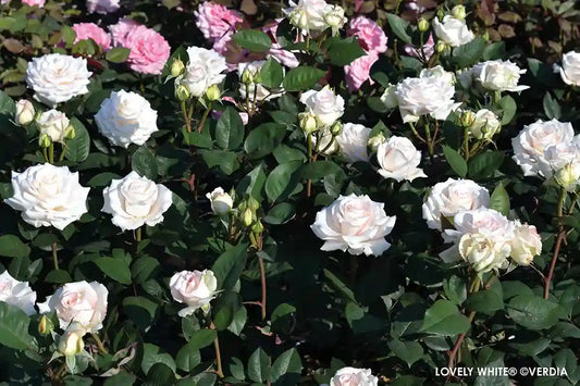 Massif de rosiers Voluptia "Lovely White"