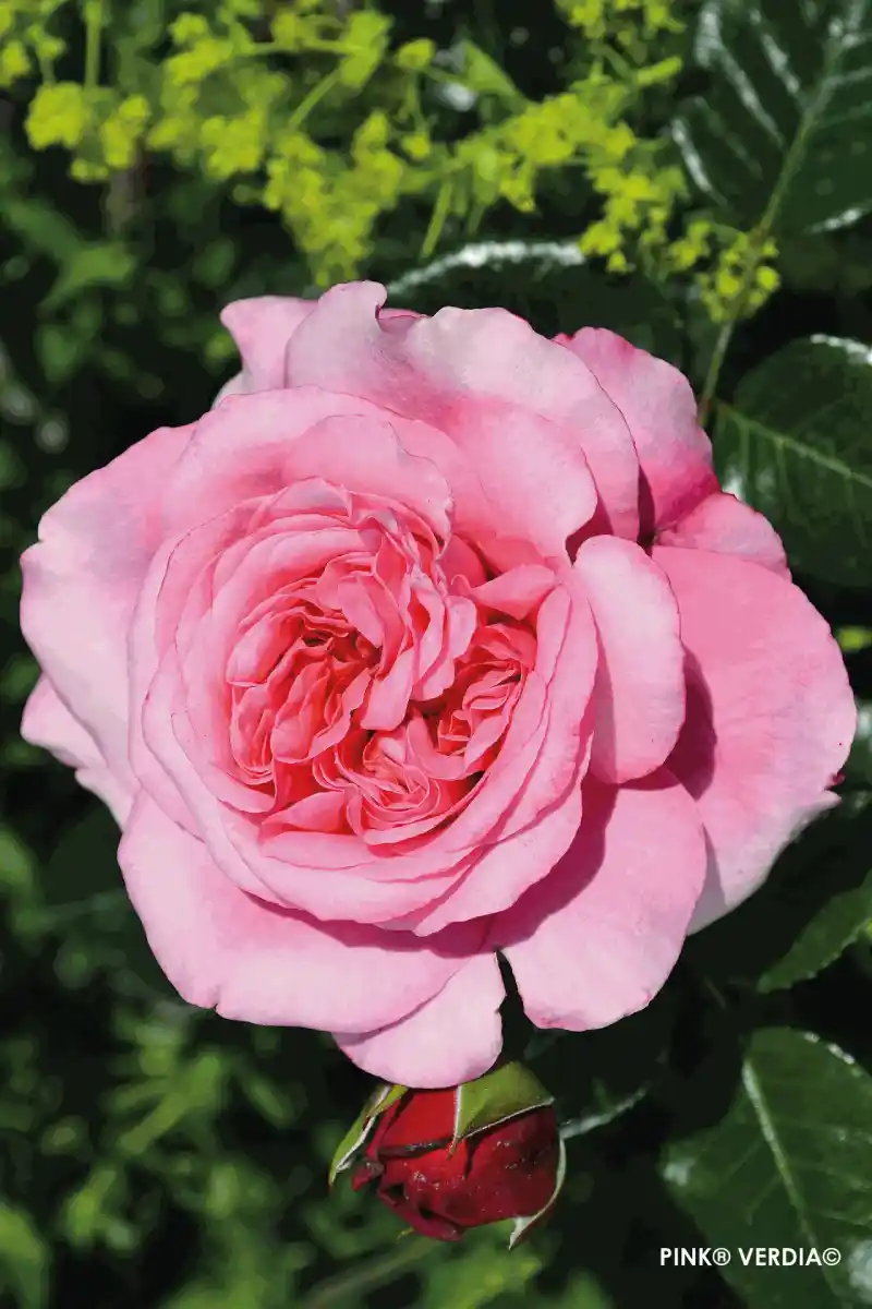 Fleur de couleur rose du rosier Voluptia "Pink"