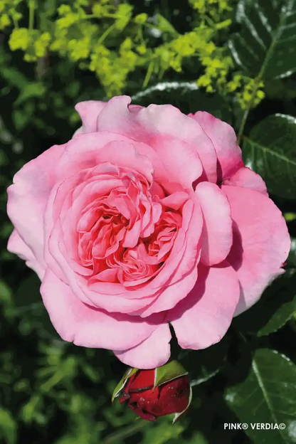 Fleur de couleur rose du rosier Voluptia "Pink"