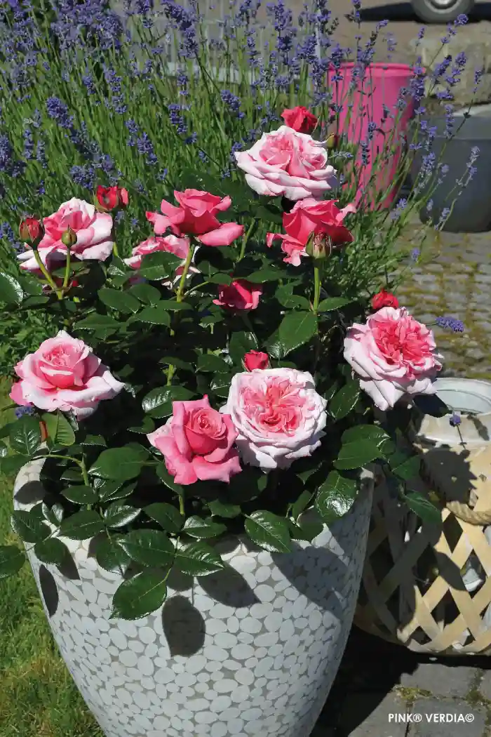 Rosier Voluptia "Pink" en pot