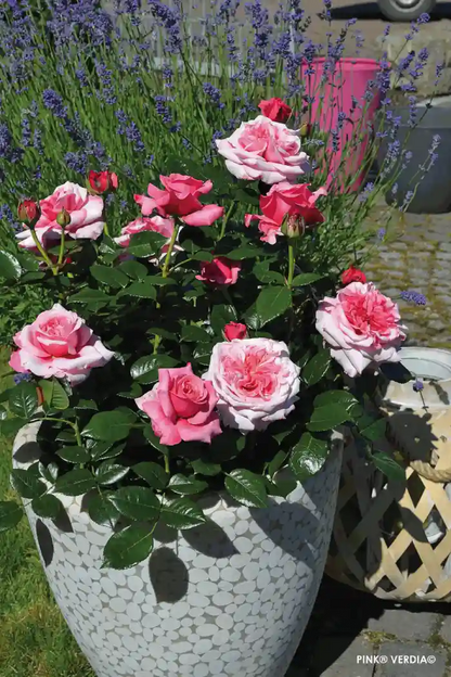 Rosier Voluptia "Pink" en pot