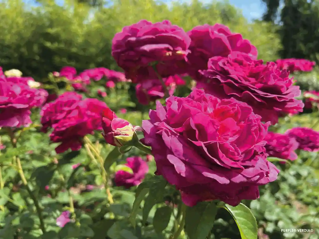 Fleurs de couleur violette du rosier Voluptia "Purple"