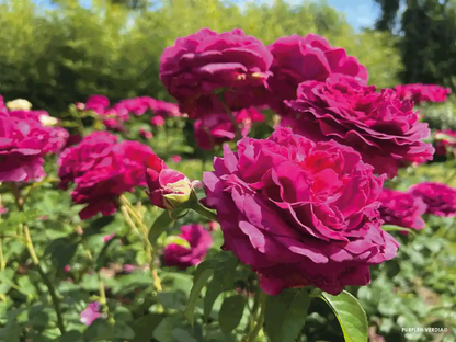 Fleurs de couleur violette du rosier Voluptia "Purple"