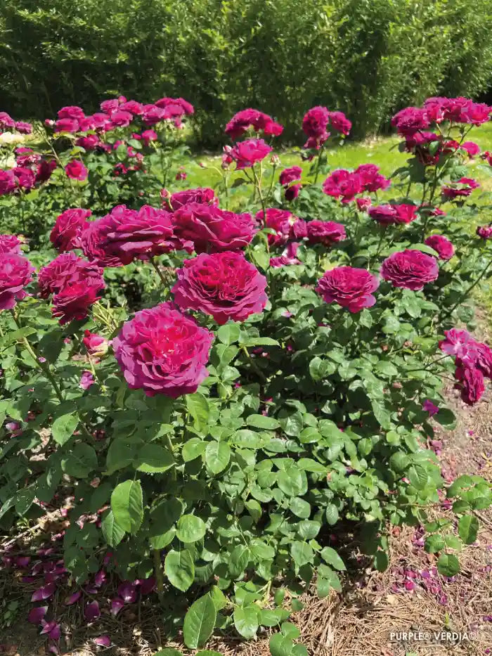 Rosier Voluptia "Purple" en massif