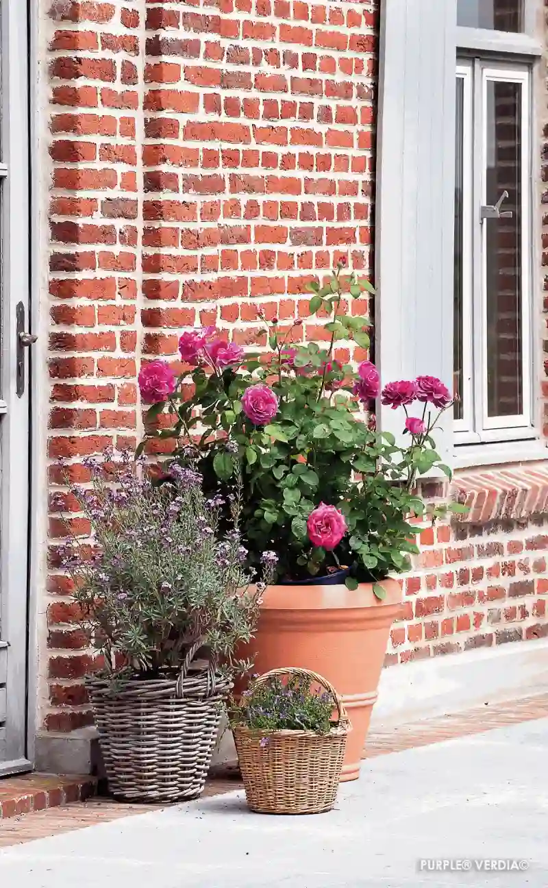 Rosier Voluptia "Purple" en pot