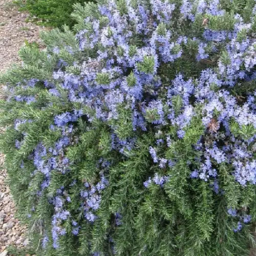 Romarin (rosmarinus officinalis) Pointe du Raz
