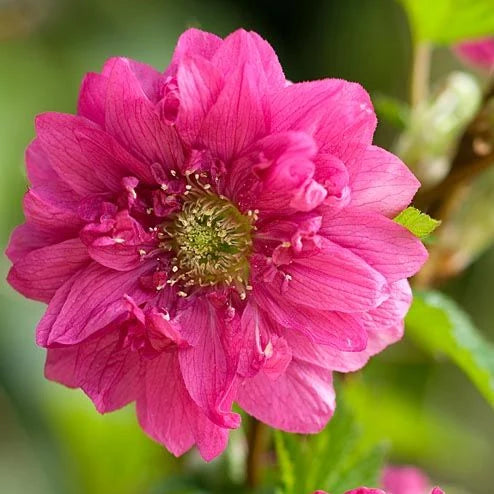 Ronce d'ornnement Flore pleno