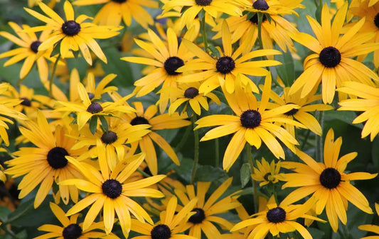 Fleurs jaunes du Rudbeckia Goldstrum