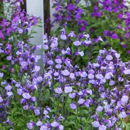 Fleurs bleues de la sauge arbustive "So Cool Pale Blue"