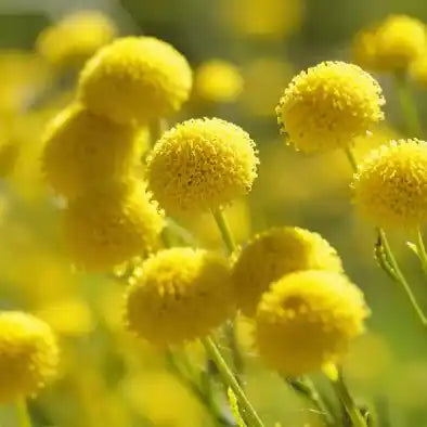 Santoline (Santolina chamaecyparissus)