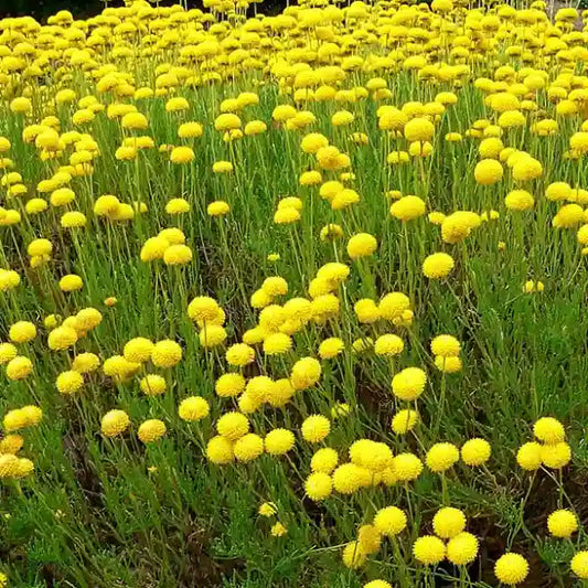 Fleurs jaunes de santoline virnes