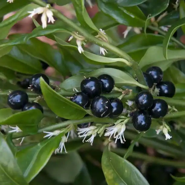 Sarcococca confusa