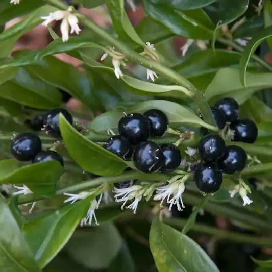 Sarcococca confusa