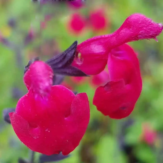 Sauge arbustive Bordeaux (Salvia microphylla Bordeaux)