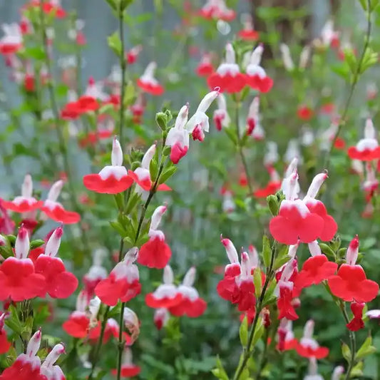 Sauge arbustive Hot lips (Salvia microphylla Hot lips)