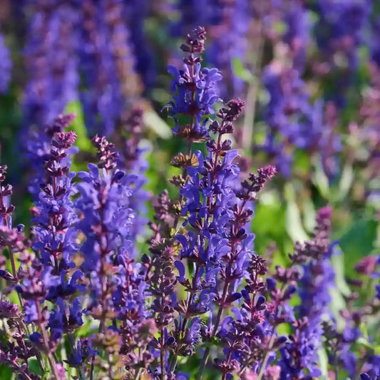 Sauge arbustive Papillon de nuit (Salvia Papillon de nuit)