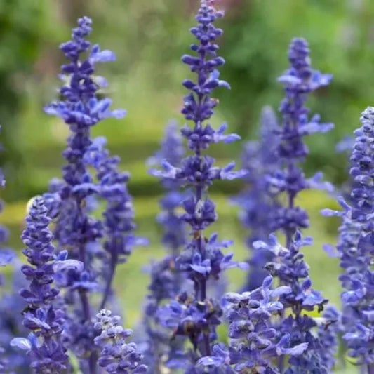Sauge arbustive microphylla Victoria blue (Salvia microphylla Victoria blue)