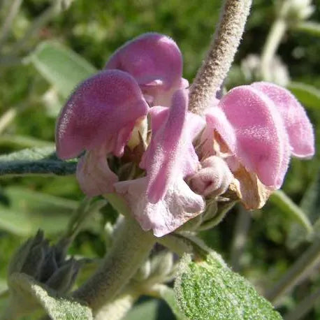 Sauge de Jésuralem (phlomis purpurea)
