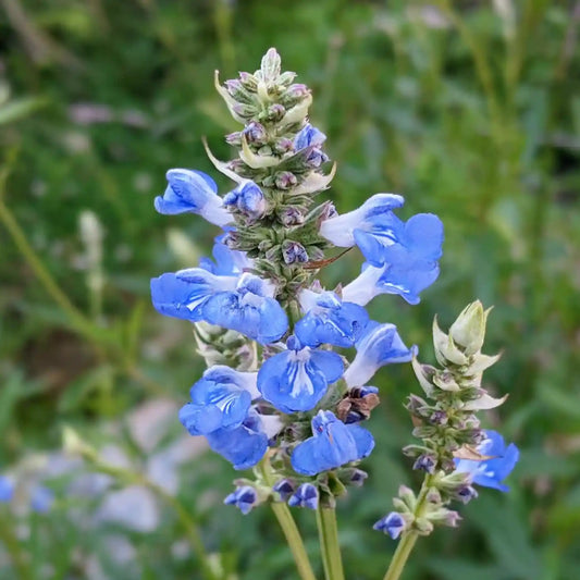 Sauge des marais (Salvia uliginosa)