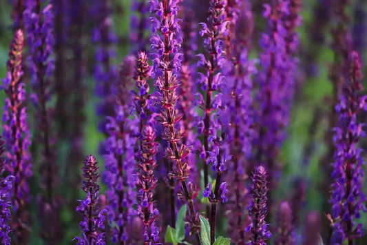 Fleurs violettes de la sauge arbustive "Caradonna"