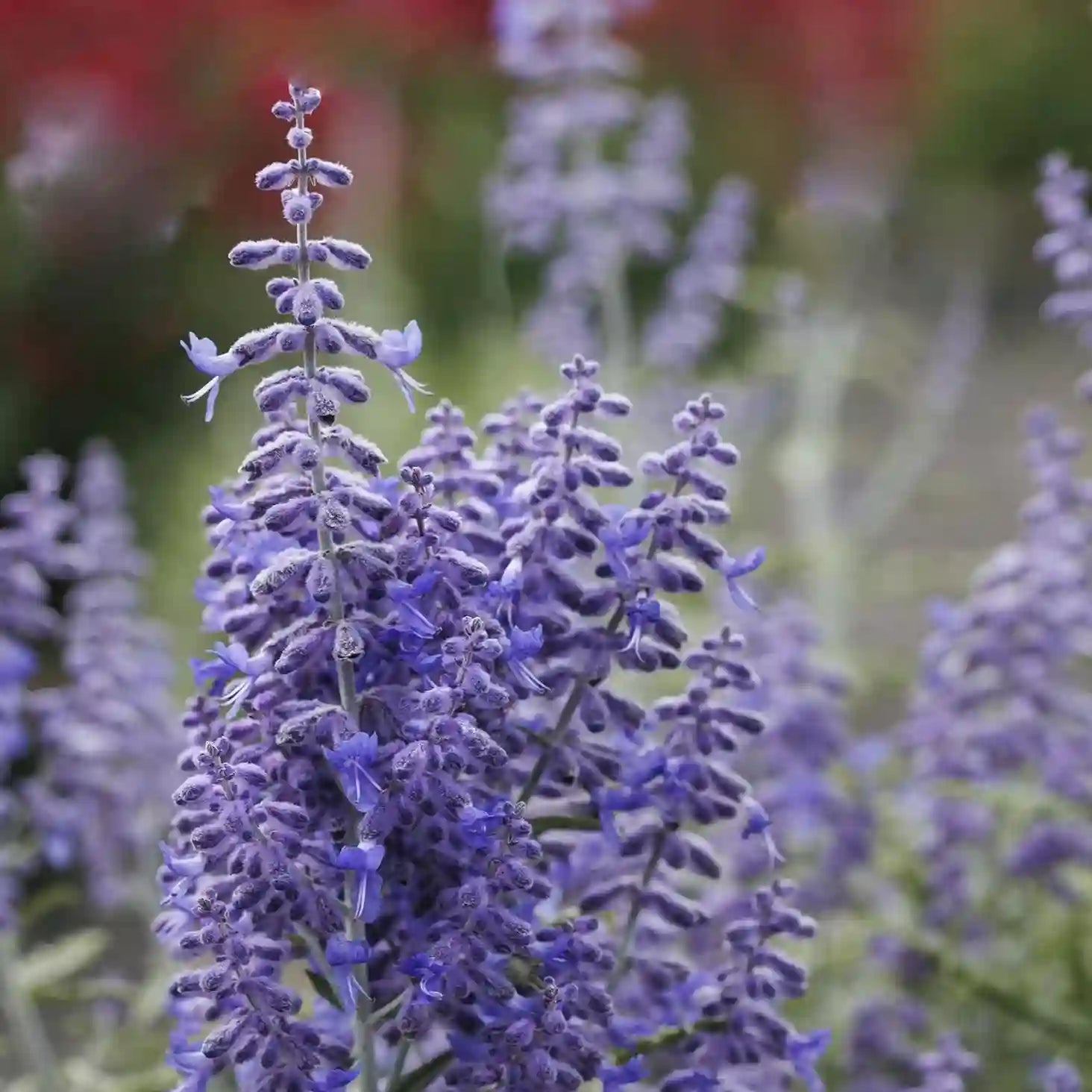 Sauge de Sibérie 'Lacey Blue' (Perovskia atriplicifolia 'Lacey Blue')