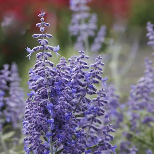 Sauge de Sibérie 'Lacey Blue' (Perovskia atriplicifolia 'Lacey Blue')