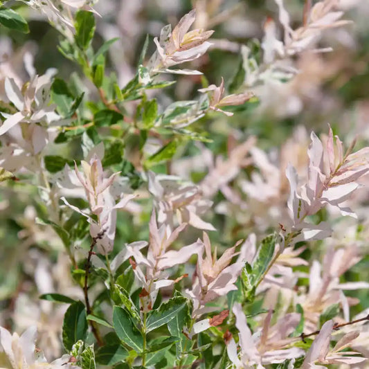 Saule crevette Flamingo (Salix integra ‘Flamingo’)