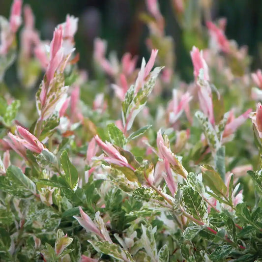 Saule crevette Hakuro Nishiki (Salix integra ‘Hakuro Nishiki’)