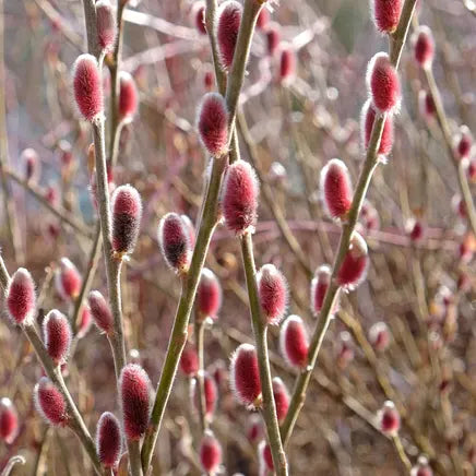 Saule japonais Mount aso (Salix chaenomeloides Mount aso)