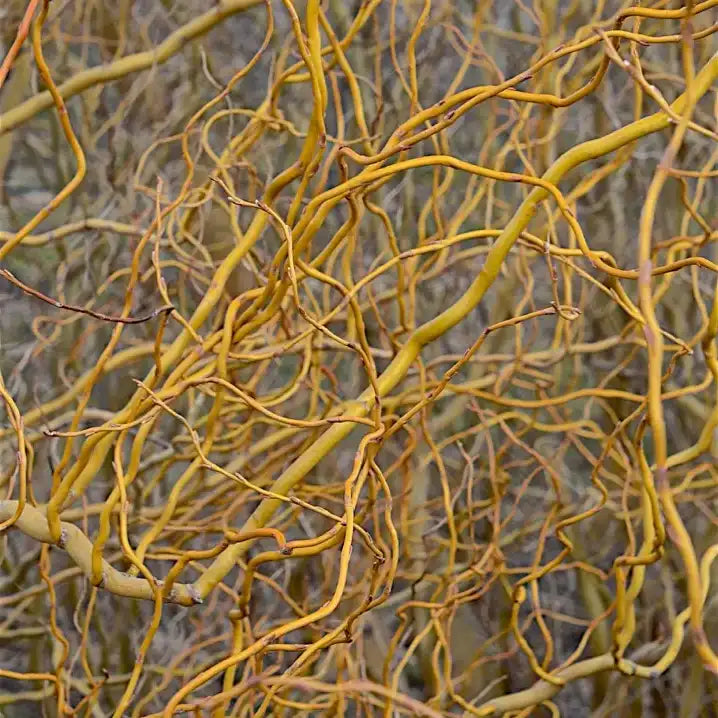 Saule tortueux jaune (Salix erythroflexuosa)