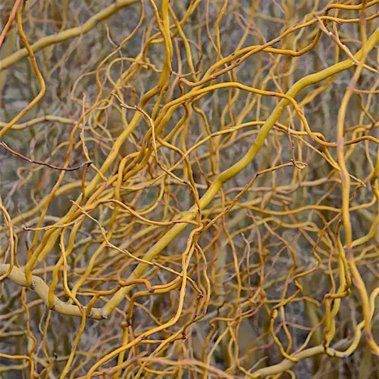 Saule tortueux jaune (Salix erythroflexuosa)