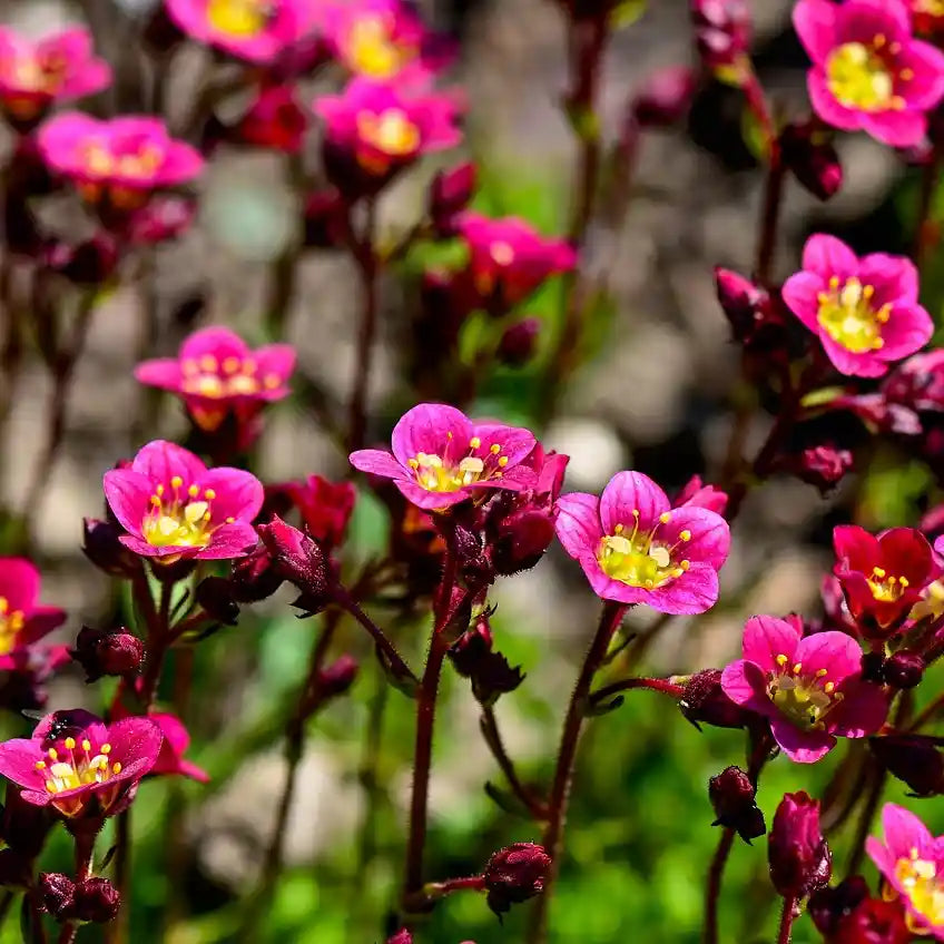 Fleurs rouges de la saxifrage 'Pixie Pan Red'