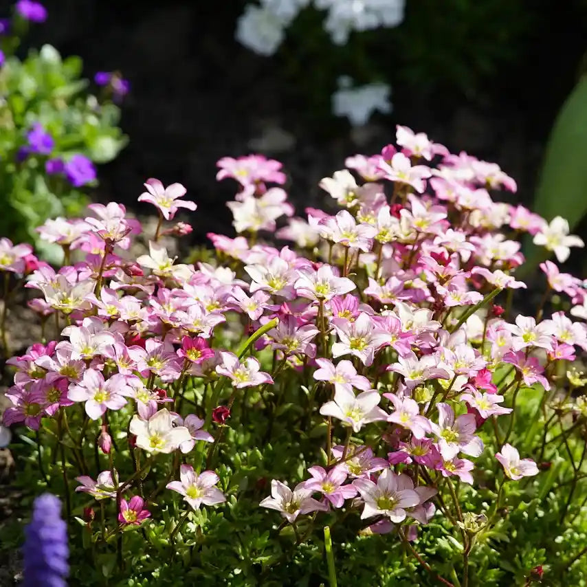 Fleurs rose et blanche de la saxifrage 'Ware's Crimson'
