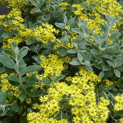 Seneçon (senecio) Greyi