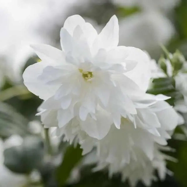Seringat 'Minnesota Snowflake' (Philadelphus virginalis 'Minnesota Snowflake')