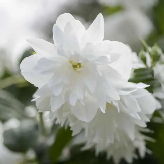 Seringat 'Minnesota Snowflake' (Philadelphus virginalis 'Minnesota Snowflake')