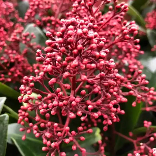 Skimmia japonica Rubella