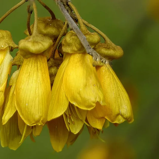 Sophora microphylla Sun King®