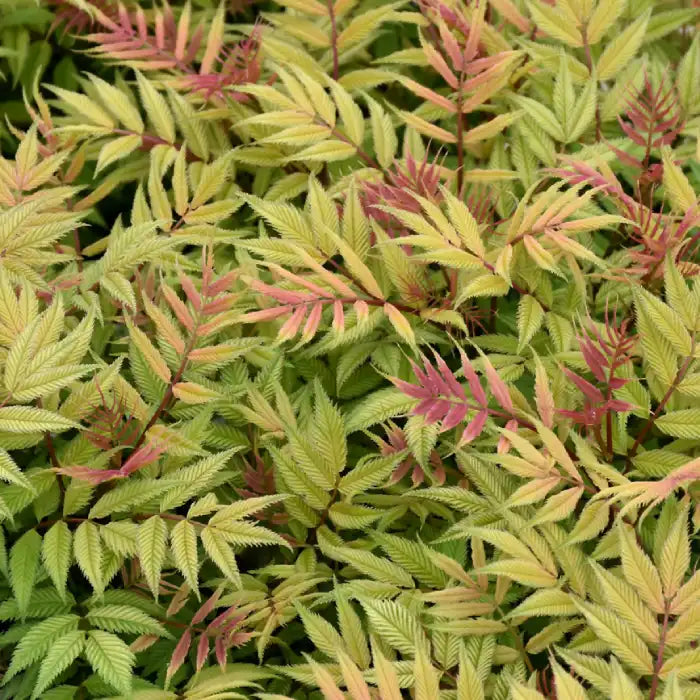 Sorbaria sorbifolia Sem