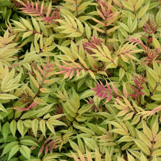 Sorbaria sorbifolia Sem