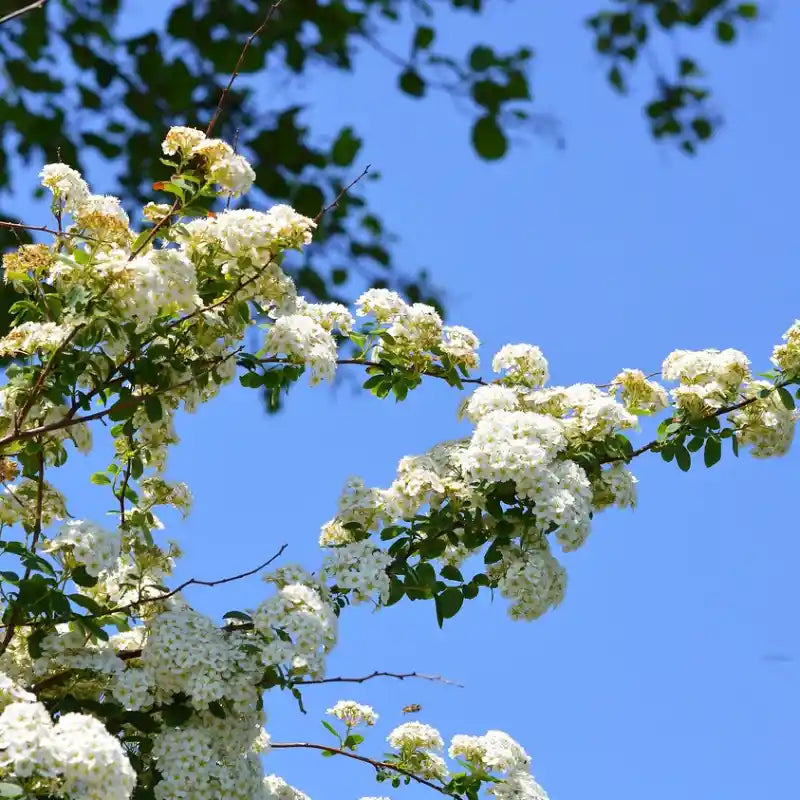 Spirée de Thunberg (Spirea thunbergii)