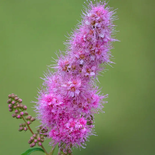 Spirée d'été rose (Spiraea billardii)