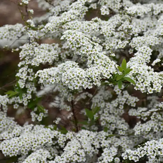 Spirée dentelée Grefsheim (Spiraea cinerea Grefsheim)