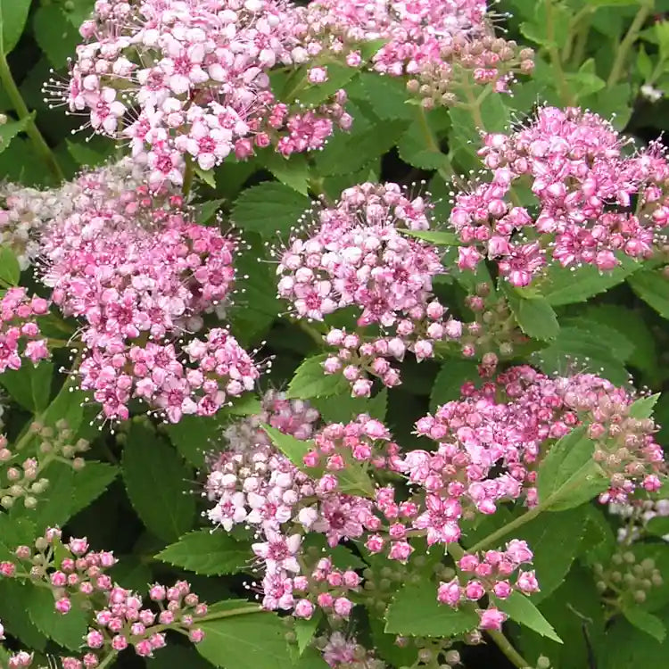 fleurs de spirée du Japon (Spireaea japonica Little princess)