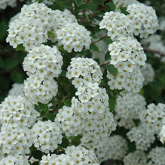 Spirée de printemps (Spiraea vanhouttei)