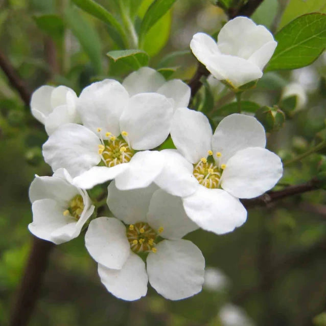 Spirée (spirea) prunifolia