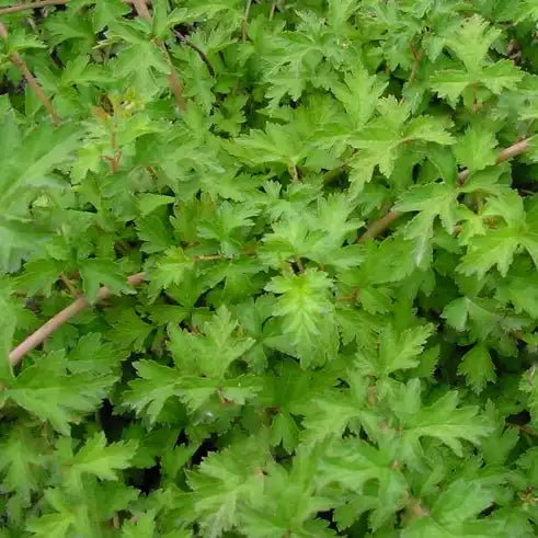 Stéphanandra Crispa (Stephanandra incisa Crispa)